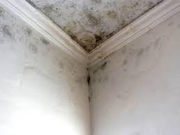 Why You Should Choose Our Mold Remediation Services in Gaithersburg, MD